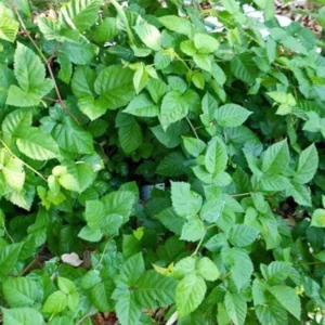 10 Chester Thornless Blackberry Starter Plugs - Live Plant for Gardens - Image 7