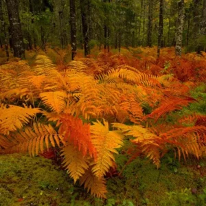 10 Cinnamon Fern Rhizomes - Osmunda Cinnamomea - Bare Root Fern - Image 3