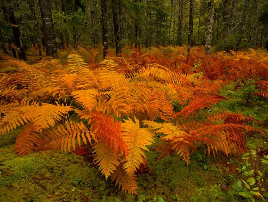 10 Cinnamon Fern Rhizomes - Osmunda Cinnamomea - Bare Root Fern - Image 3