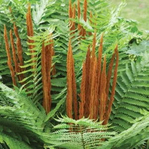 10 Cinnamon Fern Rhizomes - Osmunda Cinnamomea - Bare Root Fern - Image 1