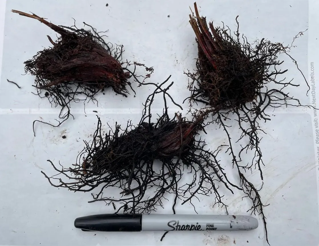 10 Cinnamon Fern Rhizomes - Osmunda Cinnamomea - Bare Root Fern - Image 4