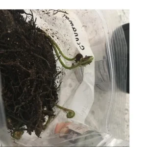 10 Cinnamon Fern Rhizomes - Osmunda Cinnamomea - Bare Root Fern - Image 5