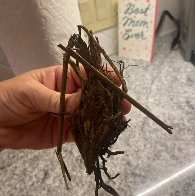 10 Cinnamon Fern Rhizomes - Osmunda Cinnamomea - Bare Root Fern - Image 6