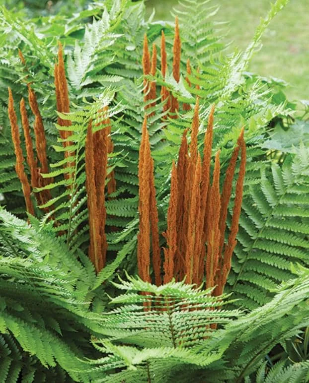10 Cinnamon Fern Rhizomes - Osmunda Cinnamomea - Bare Root Fern - Image 1