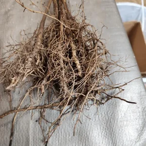 10 Common Paw Paw Live Plants 12