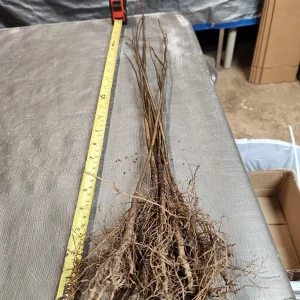 10 Common Paw Paw Live Plants 12