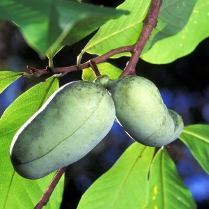 10 Common Paw Paw Live Plants 12