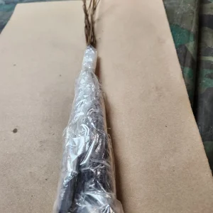 10 Common Paw Paw Live Plants 12