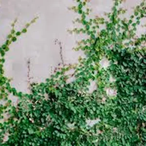 10 Creeping Fig Starter Plants - Ficus pumila Live Bare Root Vine - Image 3