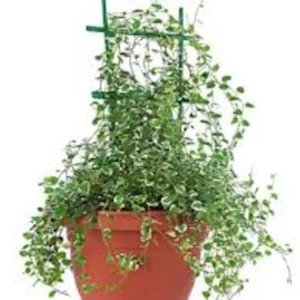 10 Creeping Fig Starter Plants - Ficus pumila Live Bare Root Vine - Image 4