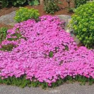 10 Creeping Phlox Pink Diamond Starter Plugs - Pink Flowering Groundcover - Image 3