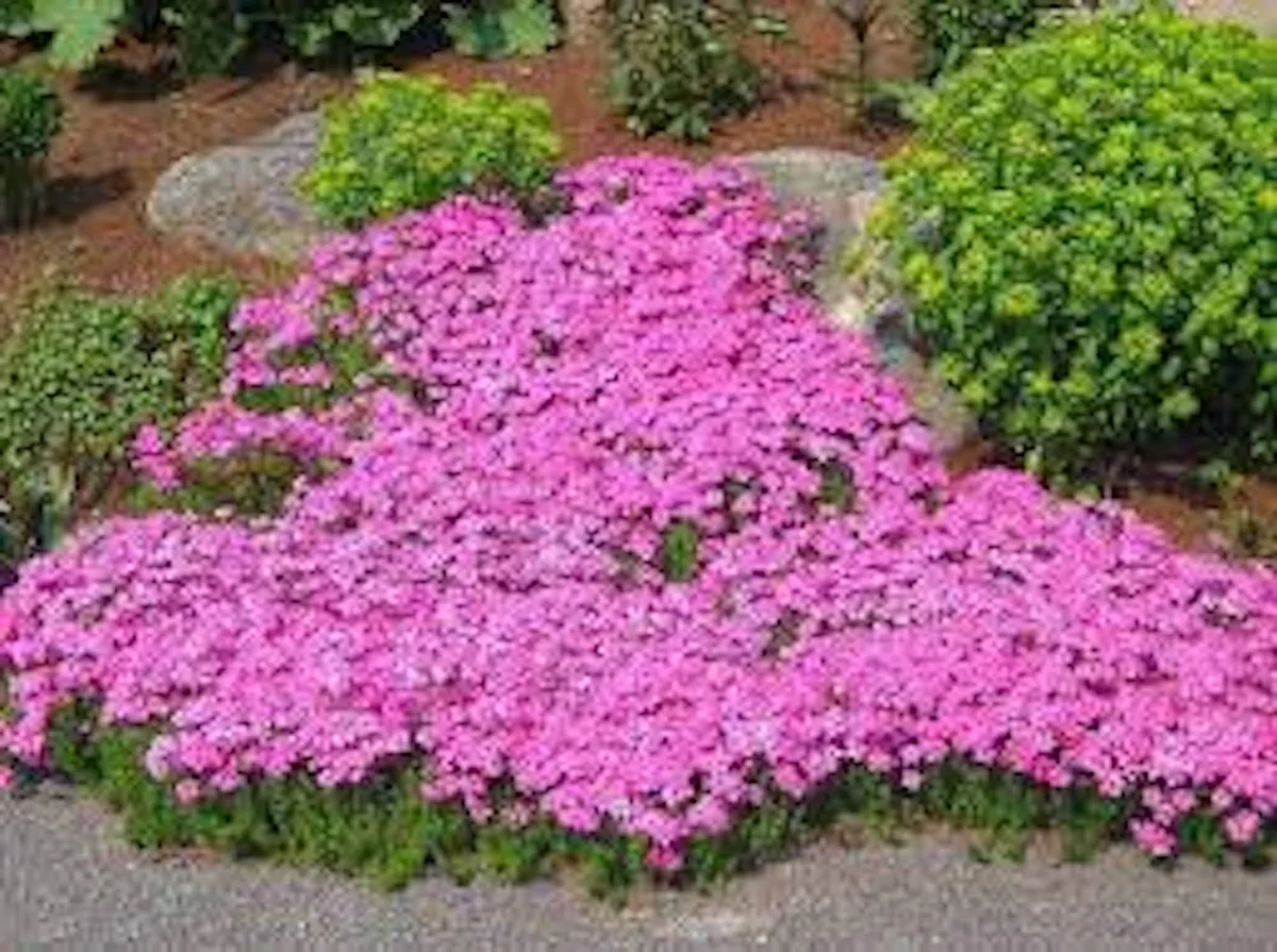 10 Creeping Phlox Pink Diamond Starter Plugs - Pink Flowering Groundcover - Image 3