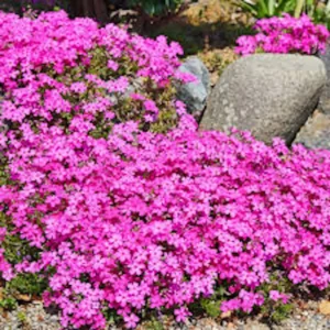 10 Creeping Phlox Pink Diamond Starter Plugs - Pink Flowering Groundcover - Image 4