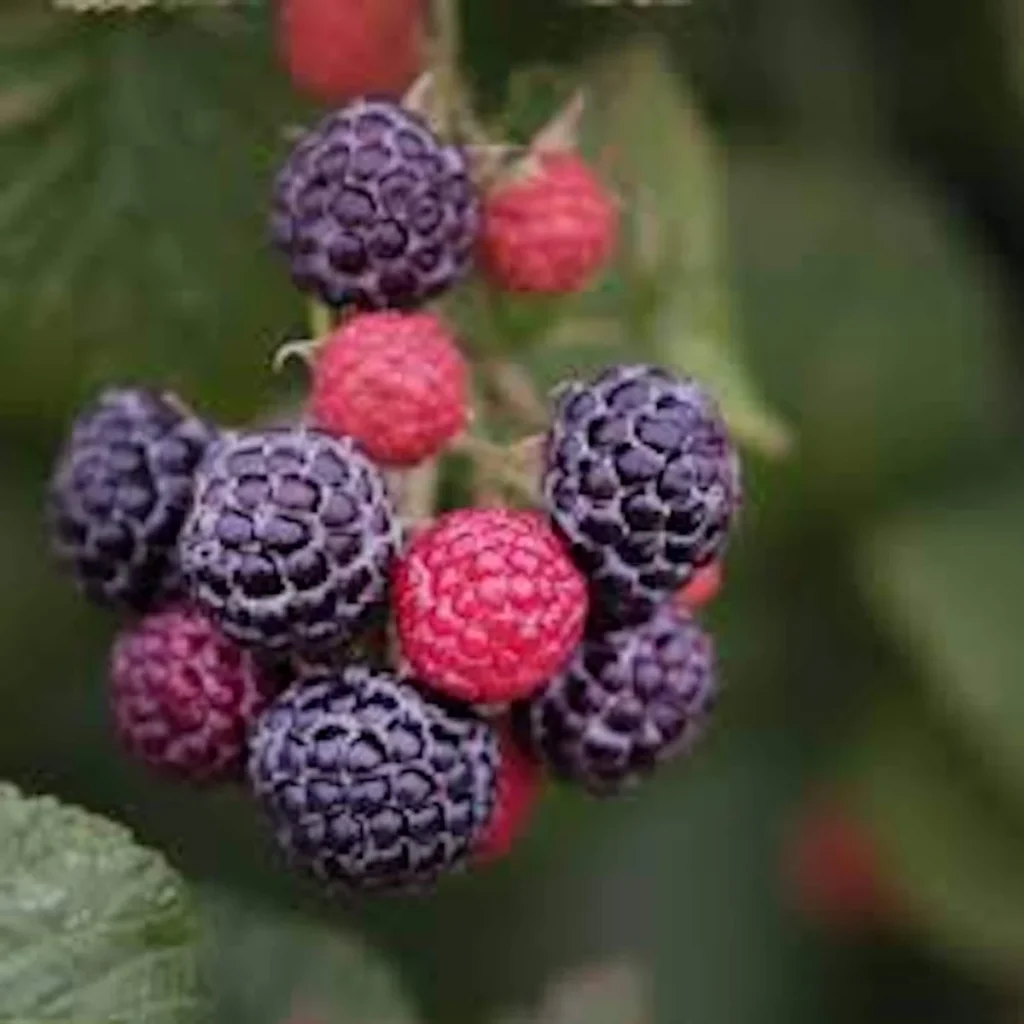 Cumberland Black Raspberry Plants - Rubus occidentalis