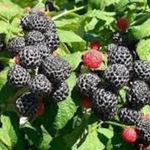 10 Cumberland Black Raspberry Live Plants - Rubus occidentalis - 2 Year Old Fruit Plant - Image 5