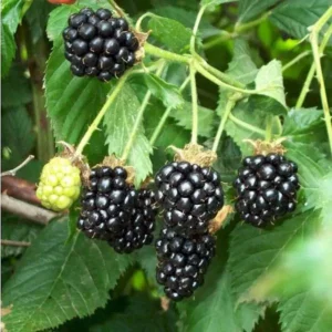 10 Darrow Blackberry Starter Plugs - Rubus fruticosus Live Plants - Cold Hardy Fruit Bush - Image 5