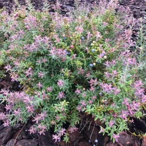 10 Darrow's Native Blueberry Starter Plug Plants - Vaccinium darrowii - Image 3