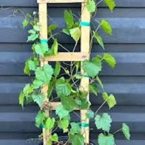 10 Delicious Muscadine Grape Vine Vitis Rotundifolia Live Starter Plant - Image 3