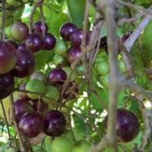 10 Delicious Muscadine Grape Vine Vitis Rotundifolia Live Starter Plant - Image 1