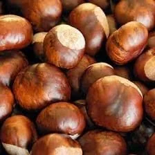 10 Dunstan American Chestnut Tree Seeds - Blight Resistant, Easy to Grow - Image 2