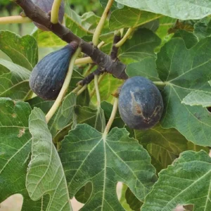 10 Dwarf Beer's Black Fig Tree Starter Plugs - Live Plant Ficus carica - Image 6