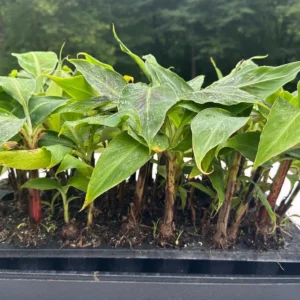 10 Dwarf Cavendish Banana Plant Plugs - Cold Hardy Tropical Fruit Tree - Live Bare Root - Image 4