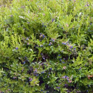10 Emerald Blueberry Live Plant Plugs - Vaccinium corymbosum - Southern Highbush - Image 4