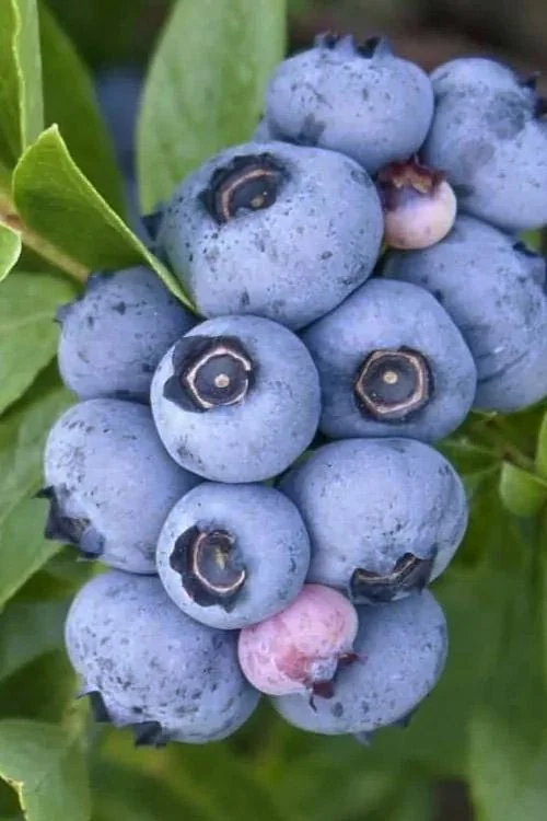 10 Emerald Blueberry Live Plant Plugs - Vaccinium corymbosum - Southern Highbush - Image 5