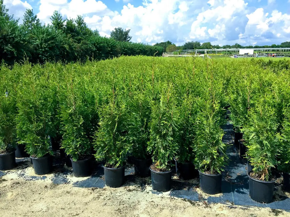 10 Emerald Green Arborvitae Live Plant – Privacy Tree – Bare Root Starter - Image 3