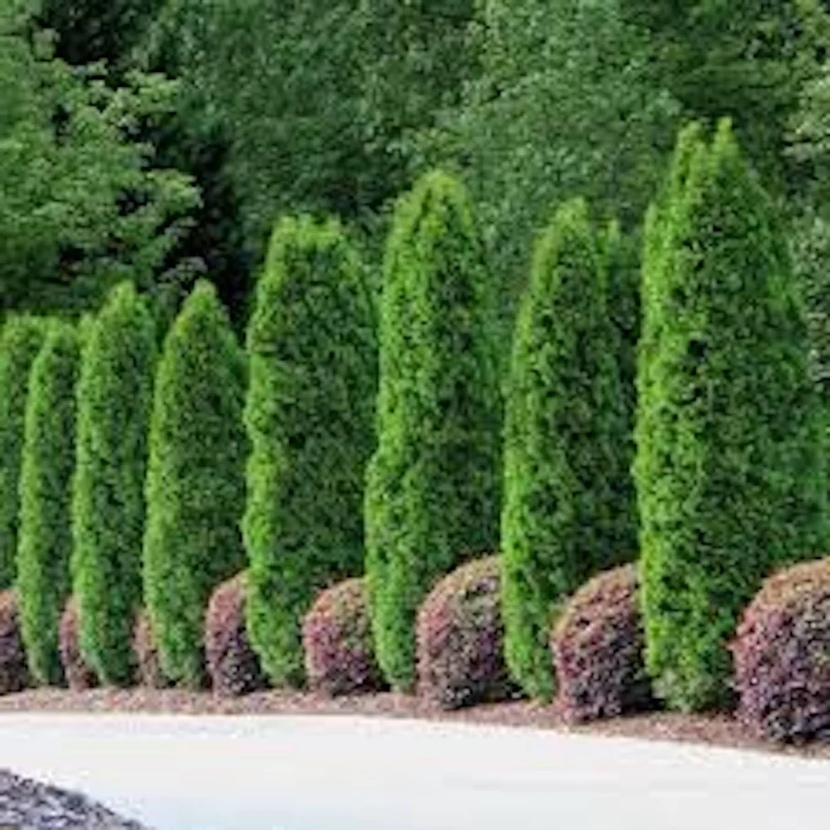10 Emerald Green Arborvitae Live Plant – Privacy Tree – Bare Root Starter - Image 5