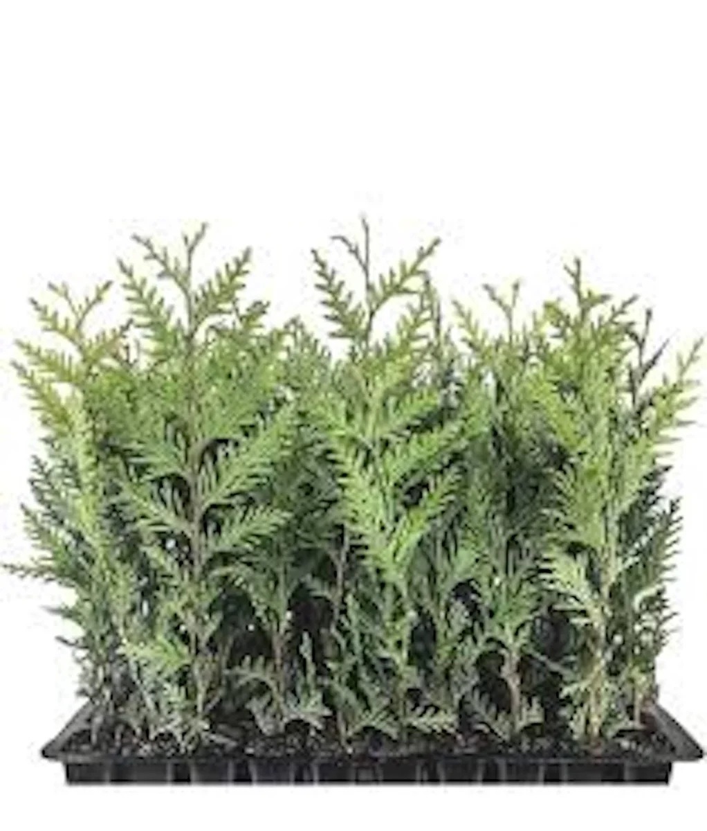 10 Emerald Green Arborvitae Live Plant – Privacy Tree – Bare Root Starter - Image 6
