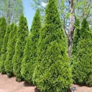 10 Emerald Green Arborvitae Live Plant – Privacy Tree – Bare Root Starter - Image 9