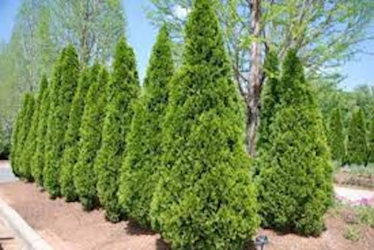 10 Emerald Green Arborvitae Live Plant – Privacy Tree – Bare Root Starter - Image 9