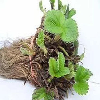 10 Eversweet Everbearing Strawberry Plants - Bare Root Live Plant - Image 2