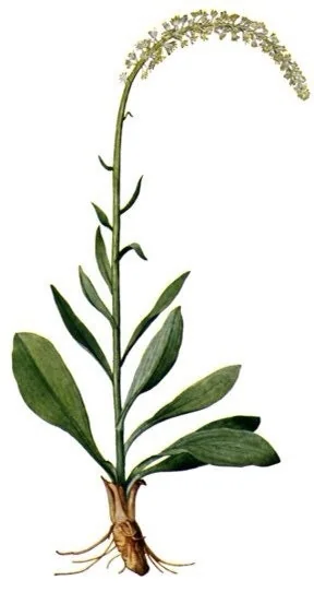 10 False Unicorn Chamaelirium Luteum Bare Root Plants Organic Wildflower - Image 4