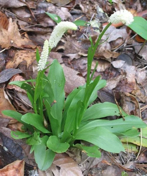 10 False Unicorn Chamaelirium Luteum Bare Root Plants Organic Wildflower - Image 6