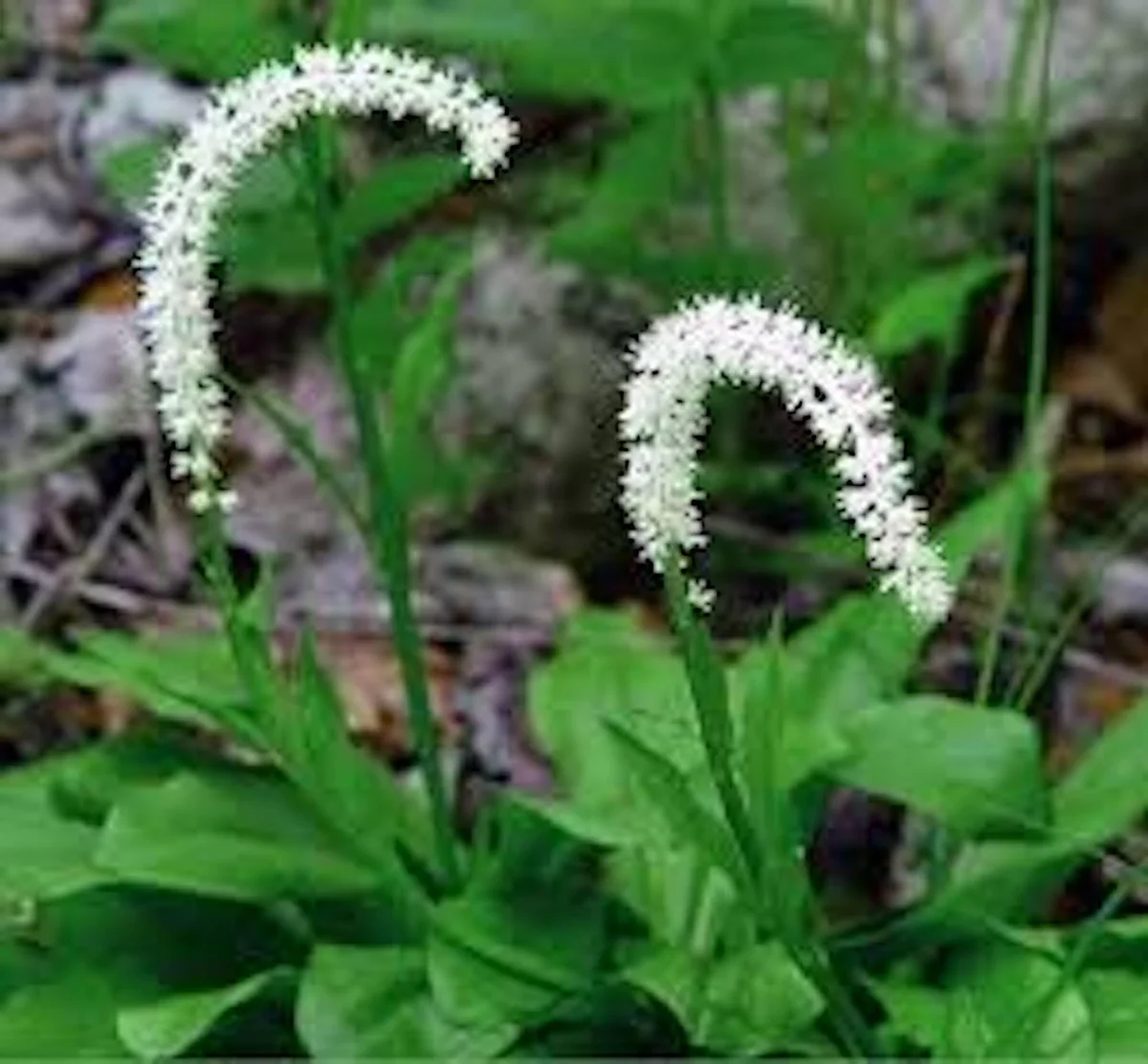 10 False Unicorn Chamaelirium Luteum Bare Root Plants Organic Wildflower - Image 1