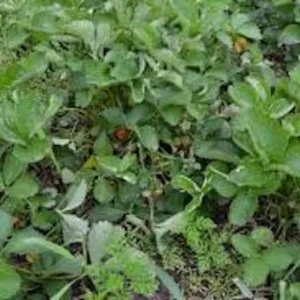 10 Fort Laramie Strawberry Bare Roots - Everbearing, Cold Hardy - Image 4