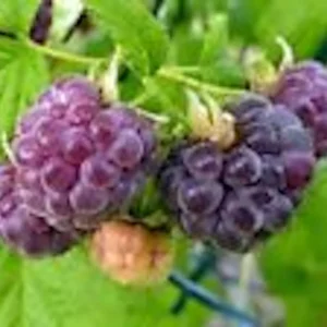 10 Glencoe Thornless Raspberry Plants - Purple Fruit Bush Perennial - Image 5
