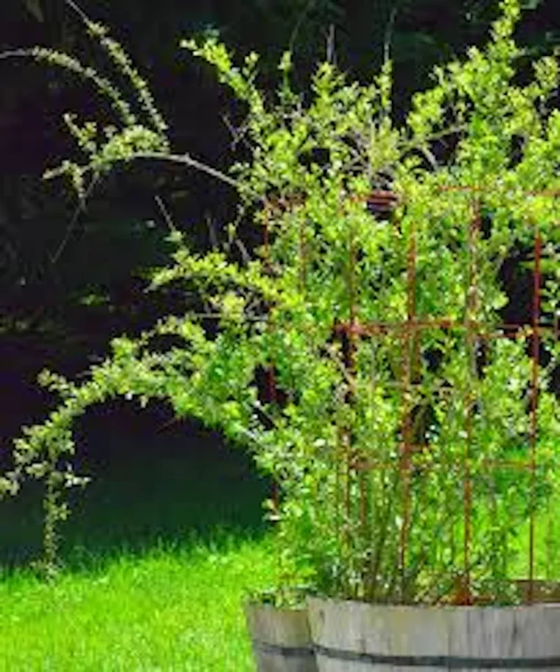 10 Goji Berry Plants - Lycium barbarum Fruit Starter Plants