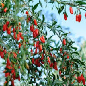 10 Goji Berry Live Plants - Lycium barbarum Fruit Starter Plants - Image 3