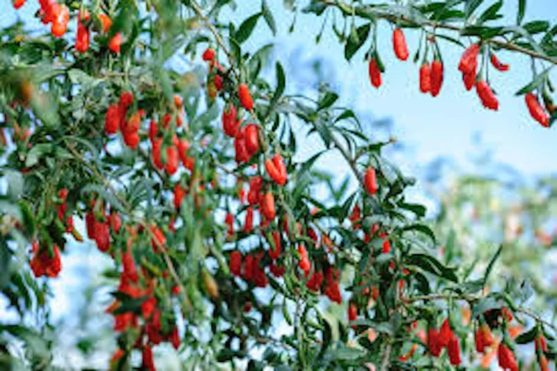 10 Goji Berry Plants - Lycium barbarum Fruit Starter Plants
