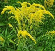 10 Goldenrod Bare Root Plants - Perennial Wildflower, Monarch Butterfly Attractor - Image 3