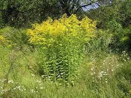 10 Goldenrod Bare Root Plants - Perennial Wildflower, Monarch Butterfly Attractor - Image 7