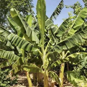 10 Goldfinger Banana Starter Plug FHIA-01 Live Plant Tropical Fruit - Image 2