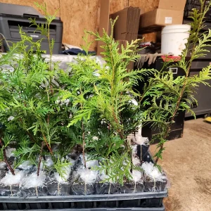 10 Green Giant Arborvitae Live Plants - 6 inch Tall, 4 inch Pot - Outdoor Evergreen Tree for Hedges - Image 3