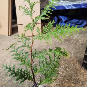 10 Green Giant Arborvitae Live Plants - 6 inch Tall Privacy Trees - Image 4