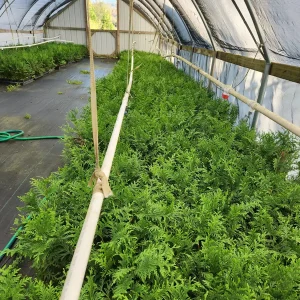 10 Green Giant Arborvitae Live Plants - 6 inch Tall Privacy Trees - Image 5