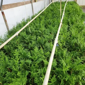 10 Green Giant Arborvitae Live Plants - 6 inch Tall, 4 inch Pot - Outdoor Evergreen Tree for Hedges - Image 6