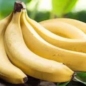 10 Gros Michel Banana Starter Plugs - Heirloom Musa acuminata 'Big Mike' Live Plant - Image 3